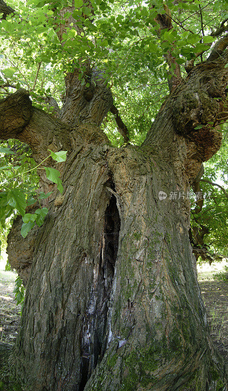 百年桑树(Morus alba)